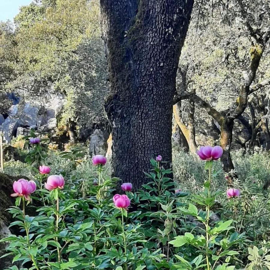 Casa Rural Sierras De Gaucin Διαμέρισμα Εξωτερικό φωτογραφία